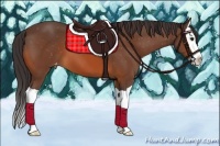 Horse Color:Bay Splash Appaloosa 