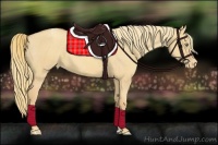 Horse Color:Gold Champagne Dun Varnish 