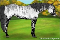 Horse Color:White Spotted Blue Roan Rabicano and White Spotted Black Rabicano