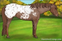 Horse Color:Chestnut Appaloosa
