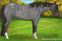 Horse Color:Liver Red Roan 