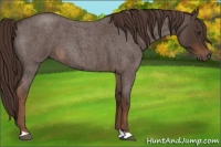 Horse Color:Liver Red Roan