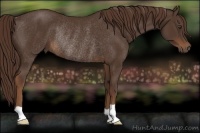 Horse Color:Liver Chestnut Rabicano