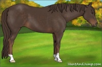 Horse Color:Liver Chestnut 