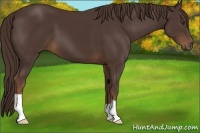 Horse Color:Liver Chestnut 