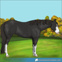 Horse Color:White Spotted Liver Chestnut 