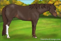 Horse Color:Liver Chestnut 