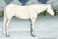 Horse Color:Cremello Dun Tobiano