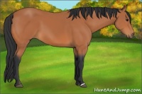 Horse Color:Bay 