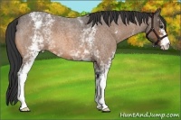 Horse Color:White Spotted Buckskin Roan 