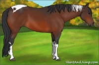 Horse Color:Bay Tobiano