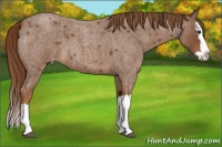 Horse Color:Red Roan Splash Appaloosa
