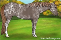 Horse Color:Liver Chestnut Ice
