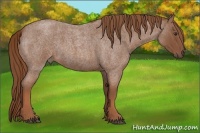 Horse Color:Red Roan 