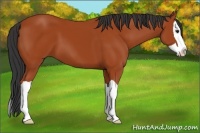 Horse Color:Bay Splash 