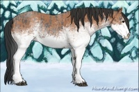 Horse Color:White Spotted Blue Roan Rabicano  and White Spotted Bay Roan Rabicano 