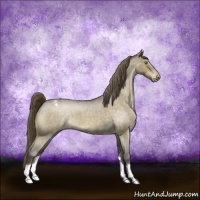 Horse Color:Buckskin Roan Dun Appaloosa