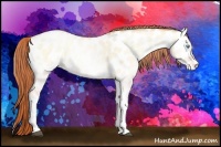 Horse Color:Buckskin Pearl Onyx Tobiano Appaloosa 