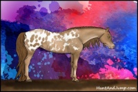 Horse Color:Liver Chestnut Pearl Appaloosa 