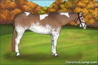 Horse Color:White Spotted Liver Chestnut Tobiano 