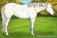 Horse Color:Perlino Dun Tobiano 