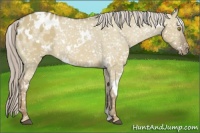 Horse Color:White Spotted Chocolate Palomino Dun Snowflake Varnish Rabicano 