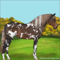 Horse Color:White Spotted Liver Chestnut 