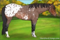 Horse Color:Bay Roan Appaloosa