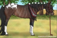 Horse Color:Bay Appaloosa Rabicano