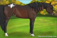 Horse Color:Brown Appaloosa 