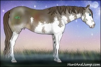 Horse Color:Liver Chestnut Splash