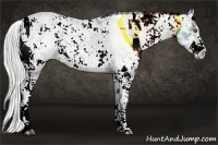 Horse Color:Silver Grullo Chinchilla Ice Sabino 