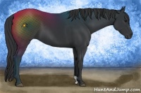Horse Color:Black  and Black 