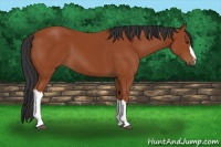 Horse Color:Bay 