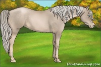 Horse Color:Chocolate Palomino Pearl 