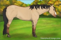 Horse Color:Bay Dun