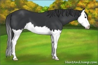 Horse Color:Black Splash