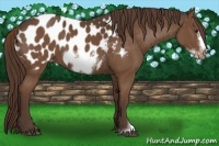 Horse Color:Liver Chestnut Sabino Frame Appaloosa 