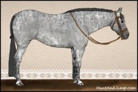 Horse Color:Blue Ice Roan 