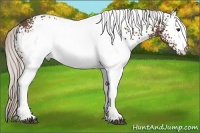 Horse Color:White Spotted Silver Brown