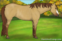 Horse Color:Gray Red Dun Rabicano 