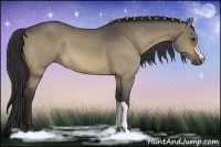 Horse Color:Bay Dun 