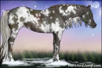 Horse Color:White Spotted Liver Chestnut
