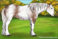 Horse Color:White Spotted Silver Bay Splash