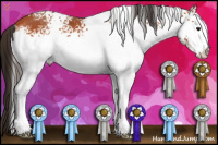 Horse Color:White Spotted Bay 