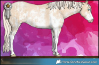 Horse Color:Palomino Pearl Sabino 
