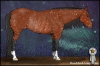 Horse Color:Bay Appaloosa Rabicano 