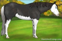 Horse Color:Liver Chestnut Splash 