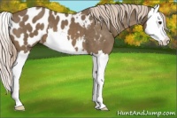 Horse Color:Chocolate Palomino Splash Appaloosa