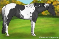Horse Color:Black Tobiano 